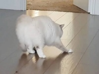 ラグドール「その歩き方はいったい何ニャ？」兄猫の前でカニ歩きを披露する猫