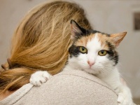 猫を父親の生まれ変わりと信じて愛情を注いでいた妻だが、留守中夫が猫を保護施設に連れて行ってしまう