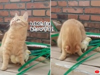 「私の下に隠れて！」ヒヨコを全力で守ろうとする猫