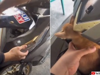 「猫バンバン」はバイクにも必要かも！バイクのエンジンルームに子猫を発見！