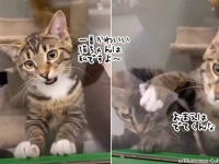 猫を飼うために見に行ったら、自己アピールが激しすぎる猫がいた