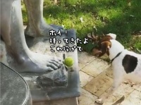 ダビデ像がボールを投げてくれないことに不満を露わにする犬（アメリカ）