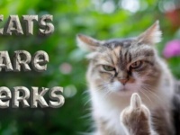 猫だから仕方ないじゃない！やらかしまくっても許される、キュートな猫たち総集編