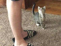 子猫の視線の破壊力ときたら。猫は好きじゃなかったお父さんが恋に落ちた瞬間がこちら