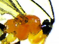 社会的なクモの体液を吸い尽くしてゾンビにし、巣を放棄させてしまう新種のハチが発見される（エクアドル）※虫出演中