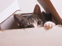猫が箱を愛する理由（オランダ研究ほか）
