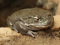 「ヒキガエル・ハイ」ヒキガエルの分泌物を吸引すると、半数以上の人は1か月間ハッピーな気分になれる（オランダ研究）