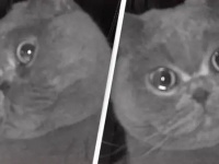 猫が泣いてる！帰らなきゃ！帰省中涙を浮かべている猫の姿が監視カメラに映り予定を早めて帰宅した飼い主