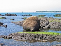 おっぱい岩（Garyuukouさん撮影、Wikimedia Commons