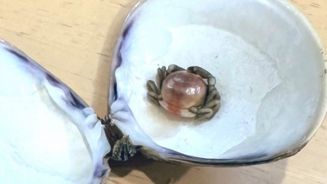 「うっかり食ったら歯が欠けそう」「予想外すぎる」　ハマグリの中から出てきた〝異物〟に3.3万人驚がく