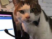 飼い主が引き取りを放棄し、動物病院で飼うこととなった猫。自ら望んで毛皮の看護師に（アメリカ）