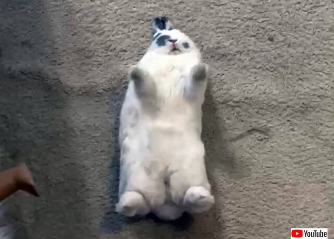 うさぎ、おまえもか!ヘソ天腹だしで眠っている姿に飼い主びっくり