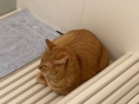 猫がニンゲンに与えた〝入浴スペース〟がこちらです　「わかり味が深い」「長風呂しちゃう」と1.3万いいね