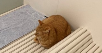 猫がニンゲンに与えた〝入浴スペース〟がこちらです　「わかり味が深い」「長風呂しちゃう」と1.3万いいね