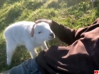 もっと！もっと！モフられたい子羊のエンドレス催促がかわよ