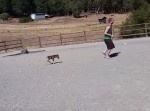 犬のようなミニサイズの子馬と仲良く追いかけっこする動画