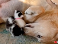 目の見えない子猫たちがやって来た！愛犬「この子たちのお世話は任せて！」と献身的なベビーシッターになる