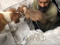 下水道に迷い込んだ子犬5匹を10時間かけて救出。母犬はその場で見守り続け、人間に感謝の気持ちを表す