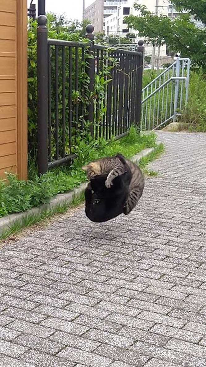 抱き合いながら宙に？（画像はかきP（＠kakipchronicle）さんから）