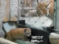 いたずらっ子のお世話は大変。それは大型ネコ科も同様のようだ。網から脱走した子ネコをなんとか引き戻そうとする母親