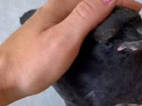 カラスが突然やってきた！幼いカラス、牧場を営むお宅に舞い降りおやつをもらって撫でてもらう。