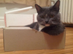 ここから離れたくニャい！　ダンボールに入ってご満悦な猫ちゃんたち