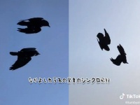 これはすごい！ワタリガラスのカップルが驚異のシンクロ率で求愛ダンス