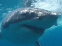 おやつを見失ってサメ先輩が怒った！ホホジロザメ、人の入ったケージにあわや突撃か