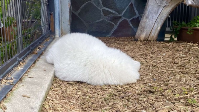 真っ白だ(画像は周南市徳山動物園公式Xアカウントの投稿より、再掲)