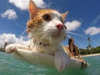 片目サーファーキャットのクリさん、今日もホノルルの海でビッグウェーブに乗る