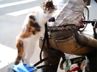 二足立ちで自転車の荷台に乗るオッドアイな猫