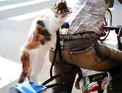 二足立ちで自転車の荷台に乗るオッドアイな猫