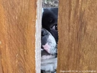 近所の子供たちと遊びたい一心で、フェンスを突き破ってきた犬
