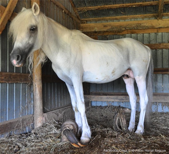 ひづめが曲がって伸び放題。10年以上監禁状態だった馬が保護され、絶望が希望に代わるまでの物語（アメリカ）