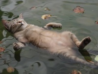 なんという人騒がせ。インドの酔っぱらいが池の中で居眠りして水死体と間違えられる