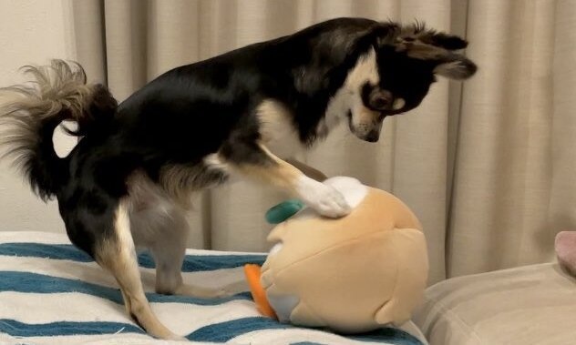 「おーい！起きろー！」　動かない「おともだち」に一生懸命呼びかけるワンコが超ド級に愛おしい