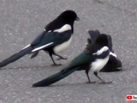 良かった！生き返った！失神して動かなくなった仲間を何とか助けようとするカササギたち（カナダ）