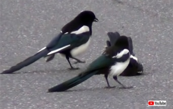 良かった！生き返った！失神して動かなくなった仲間を何とか助けようとするカササギたち（カナダ）