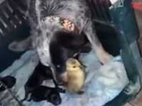 「おうちに入りなさい！」「あたちここんちの子じゃないの！」鳥のヒナを自分の子だと思った？母犬、何度も咥えて連れ帰る