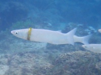 5か月前に失くした結婚指輪を体にはめて泳いでいた魚が発見される