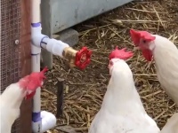 お父さん？あなたなの？ 赤いバルブを身内目線で見るニワトリたち