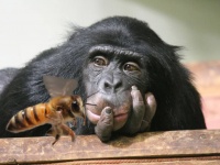 小さなお友達。自分の毛の中でミツバチを飼うチンパンジー
