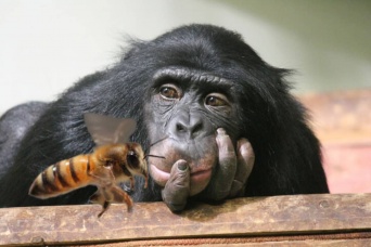 小さなお友達。自分の毛の中でミツバチを飼うチンパンジー