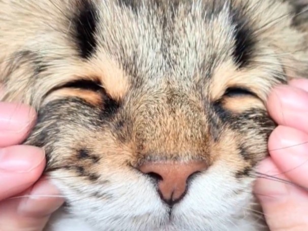 「もみもみ気持ちいいにゃぁ」ととろけるネコちゃんの表情&ちらっと見えるミニ前歯に胸キュン！