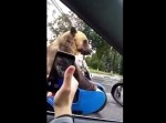 【おそロシア】何事！？　熊がバイクのサイドカーに乗ってるんだが…