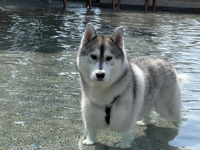 涼しそう～！と思っていたら、前足が面白いことになっていたワンちゃんが話題！