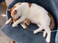 猫界のナイチンゲール。モロッコの動物病院で献身的に患者の心と体を癒すオス猫
