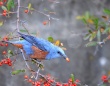「幸せの青い鳥」イソヒヨドリが、アメリカで初めて目撃される
