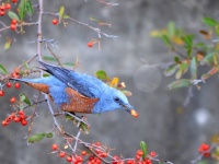 「幸せの青い鳥」イソヒヨドリが、アメリカで初めて目撃される