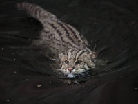 ネコ界きっての泳ぎの名手。水中で狩りをするスナドリネコのかっこいい姿